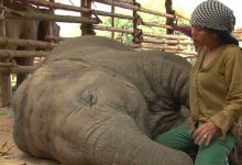 ज़रूर देखें विडियो : महिला की लोरी सुन कर हाथी कैसे सो जाते हैं