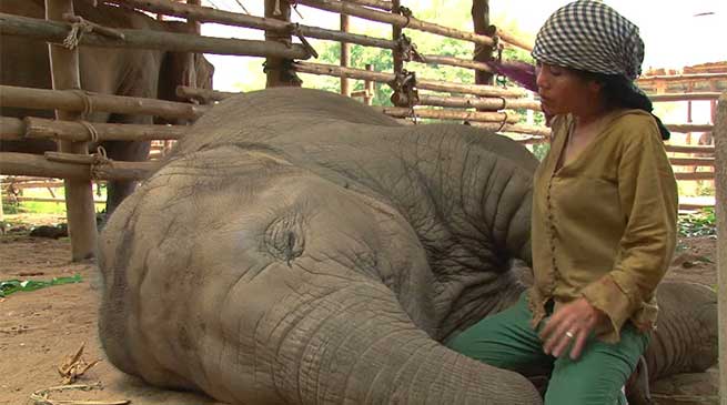 ज़रूर देखें विडियो : महिला की लोरी सुन कर हाथी कैसे सो जाते हैं