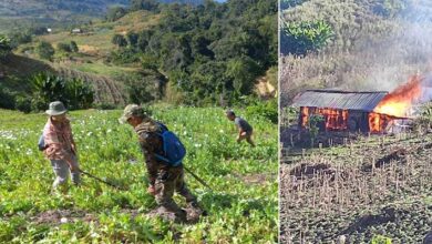 मणिपुर: अफीम की अवैध खेती को नष्ट करने का सरकार की मुहिम जारी